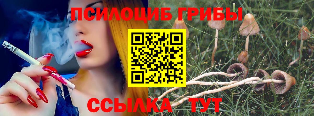 Киселёвск  как найти   Псилоцибиновые грибы Cubensis  Вход с VPN  Псилоцибиновые грибы MAGIC MUSHROOMS 
